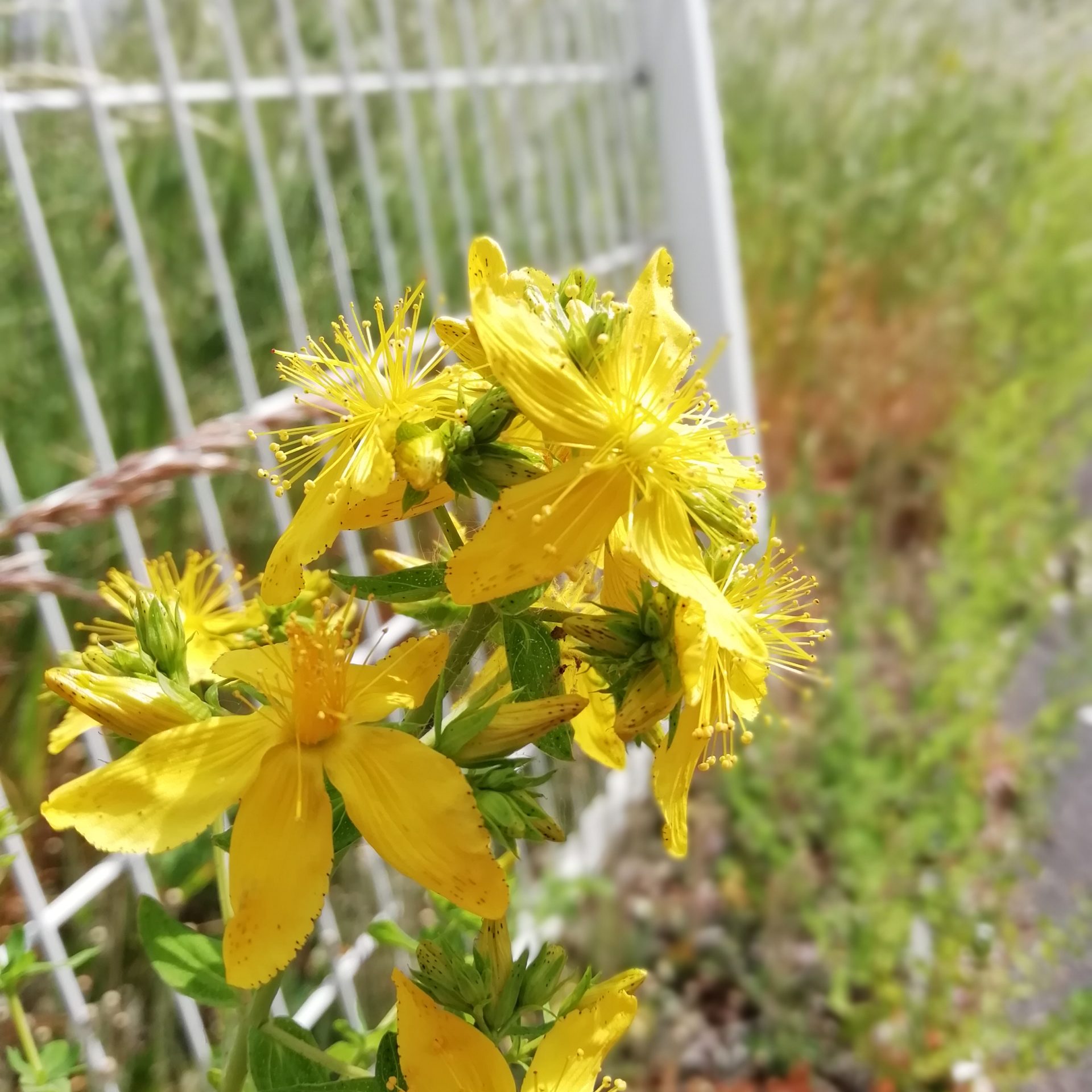 Alchimie poétique la boue et l'or
