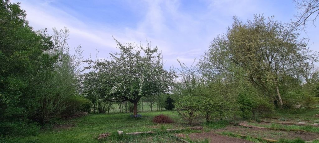 panorama du jardin avec pommier et parcelles