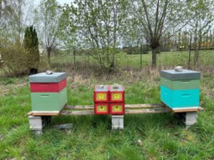 Activité apiculture 1
